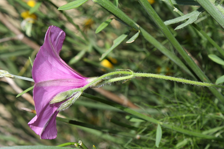 Convolvulus althaeoides