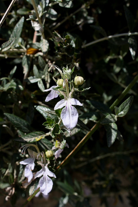 Teucrium fruticans