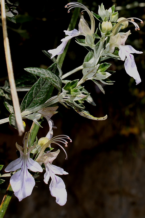 Teucrium fruticans