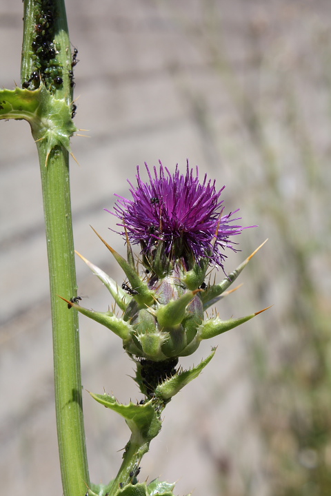 Silybum marianum / Cardo mariano