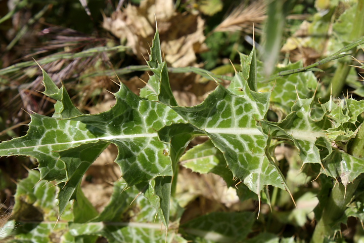 Silybum marianum / Cardo mariano