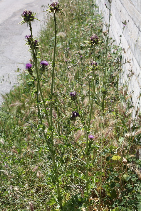 Silybum marianum / Cardo mariano