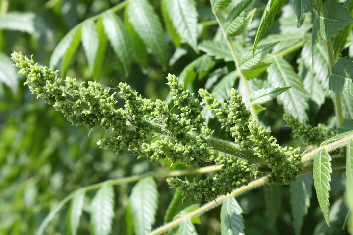 Rhus coriaria / Sommacco siciliano