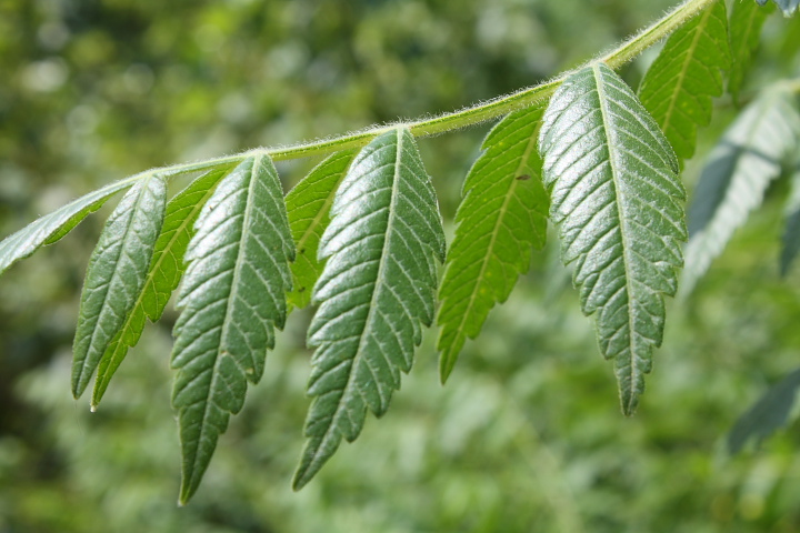 Rhus coriaria / Sommacco siciliano