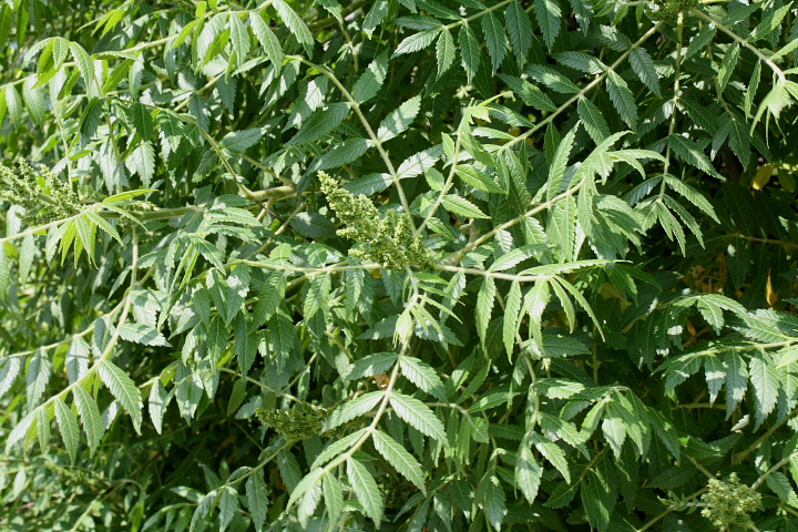 Rhus coriaria / Sommacco siciliano