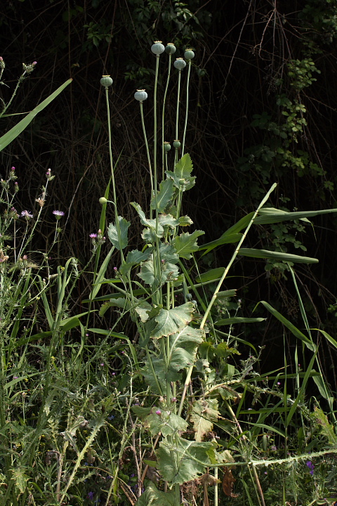 Papaver somniferum / Papavero domestico