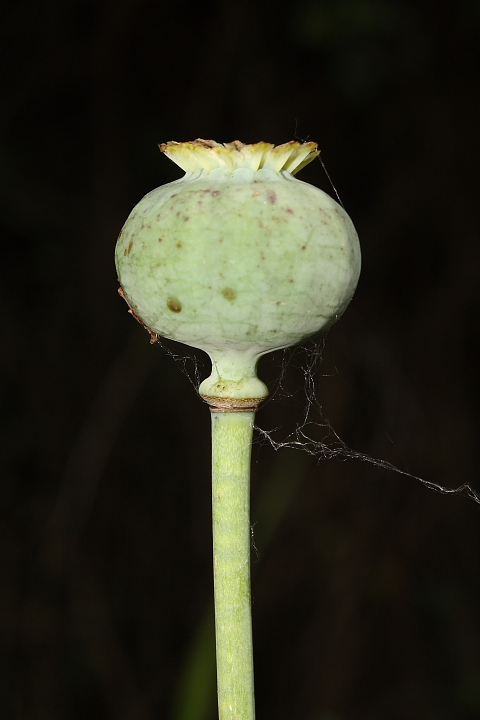 Papaver somniferum / Papavero domestico