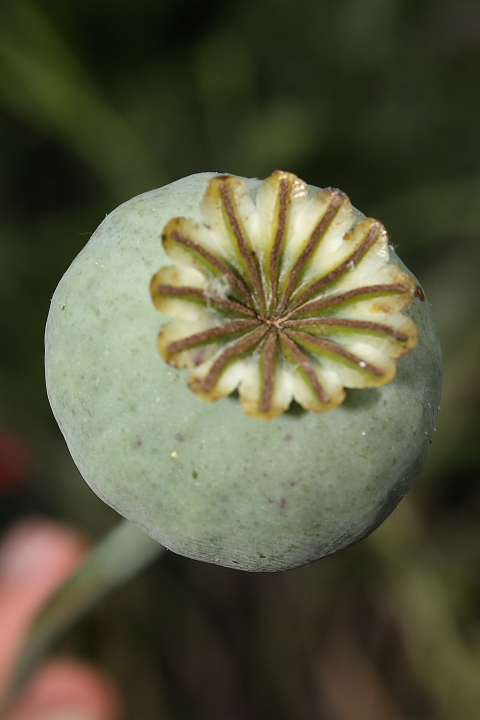 Papaver somniferum / Papavero domestico