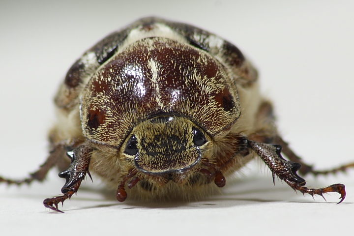 femmina di Polyphylla ragusae? (Melolonthidae)