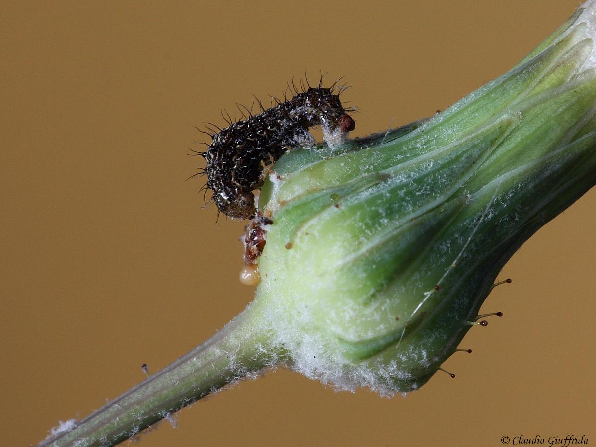 identificazione larva.