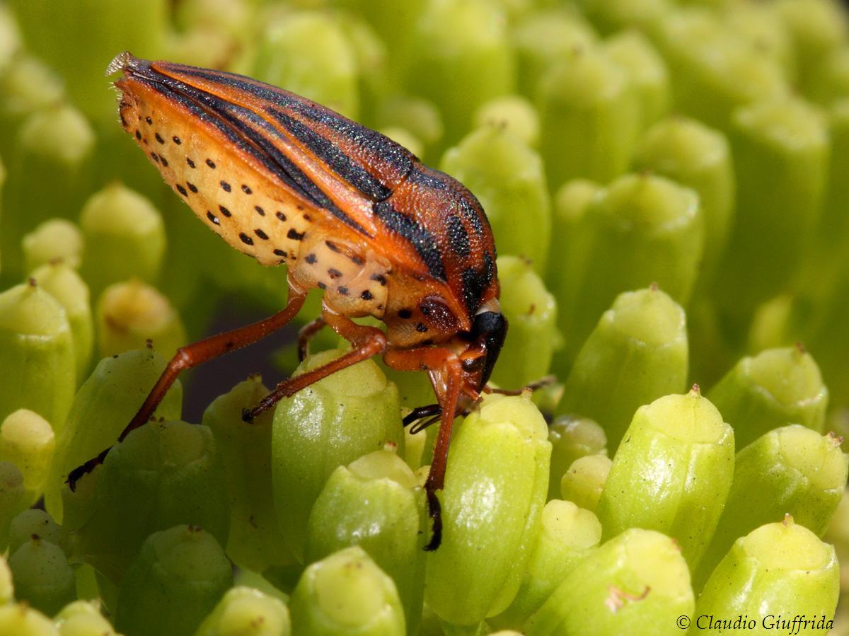 Pentatomidae: Graphosoma semipunctatum della Sicilia (CT)