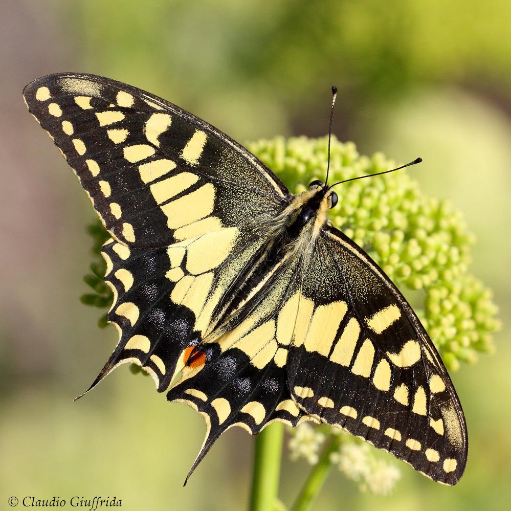 Papilio machaon?