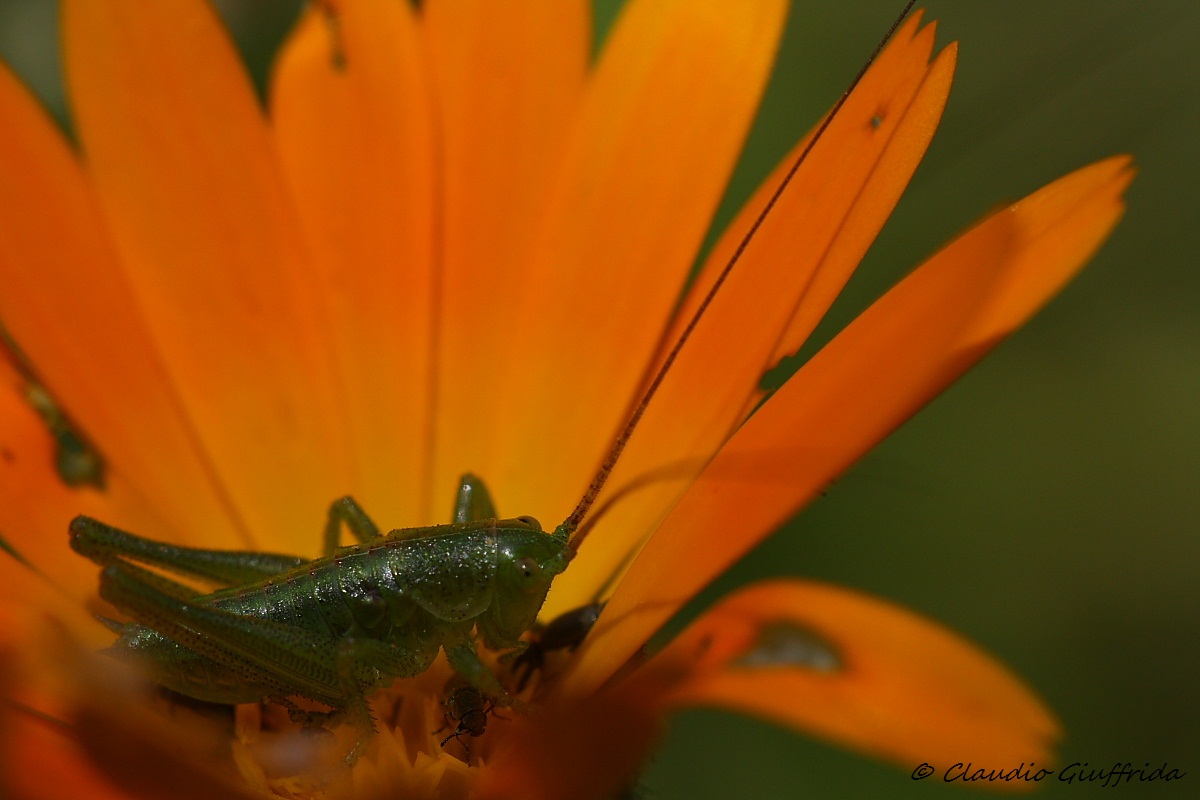 Neanide di Phaneropteridae