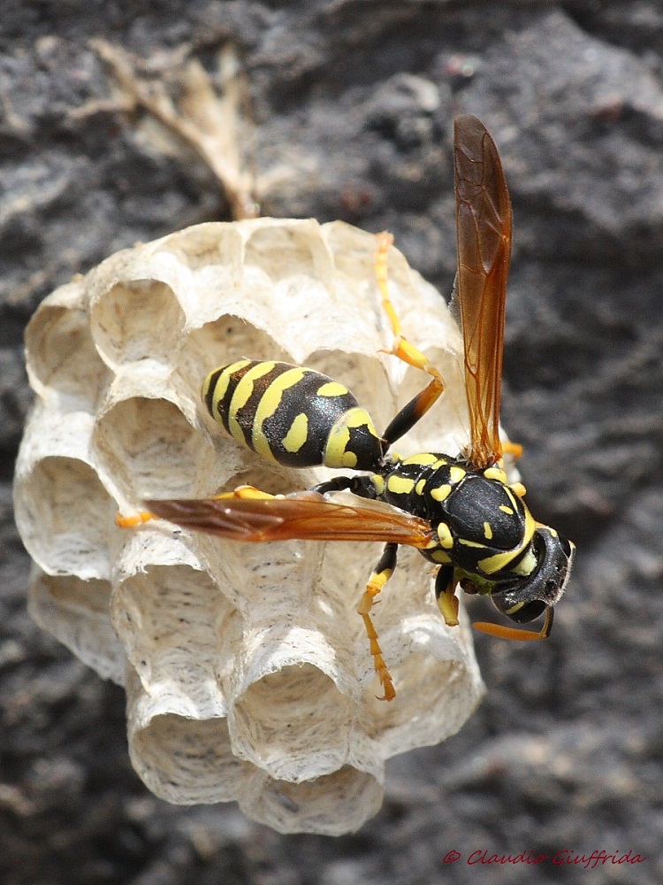 Polistes gallicus ?