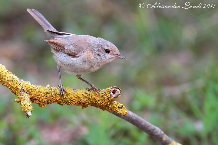 Identificazione Juv