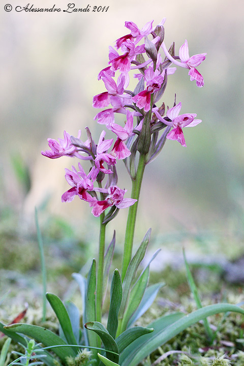 Identificazione orchidea