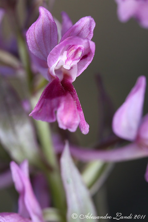 Identificazione orchidea