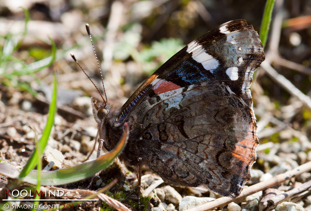 Identificazione grazie - Vanessa atalanta