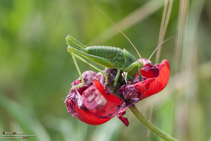 neanide di Tettigonia sp.