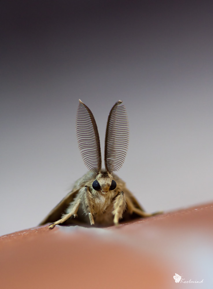 Falena da identificare