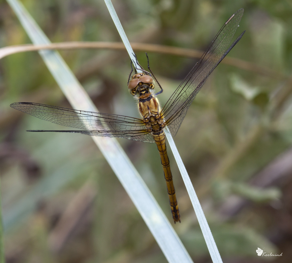 Libellula marrone da identificare