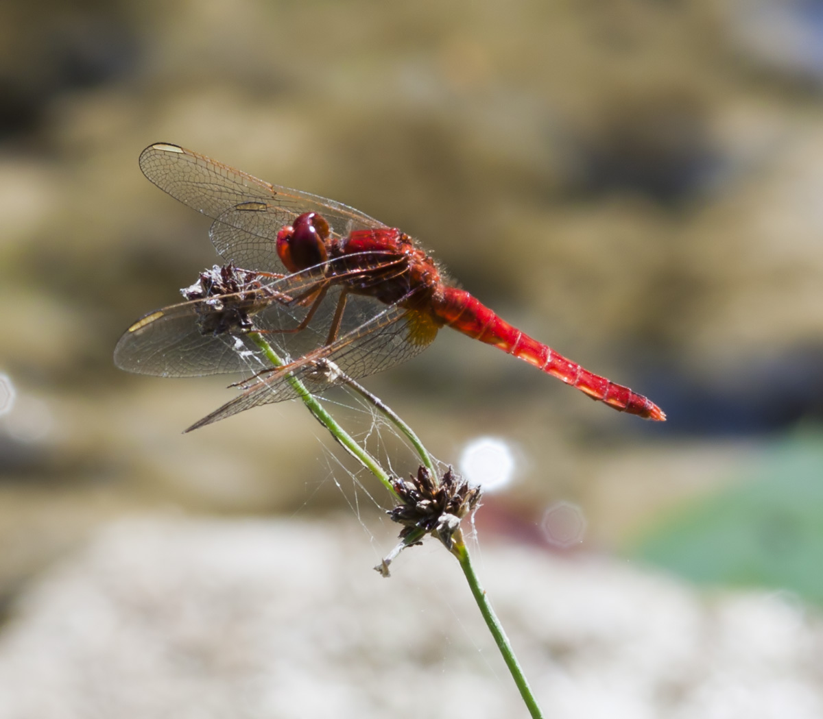 Rossa da identificare - Crocothemis erythraea