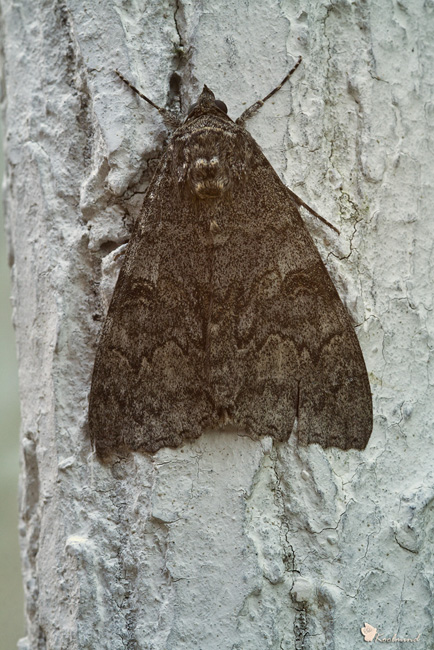 Falena (facile) da identificare: Catocala nupta