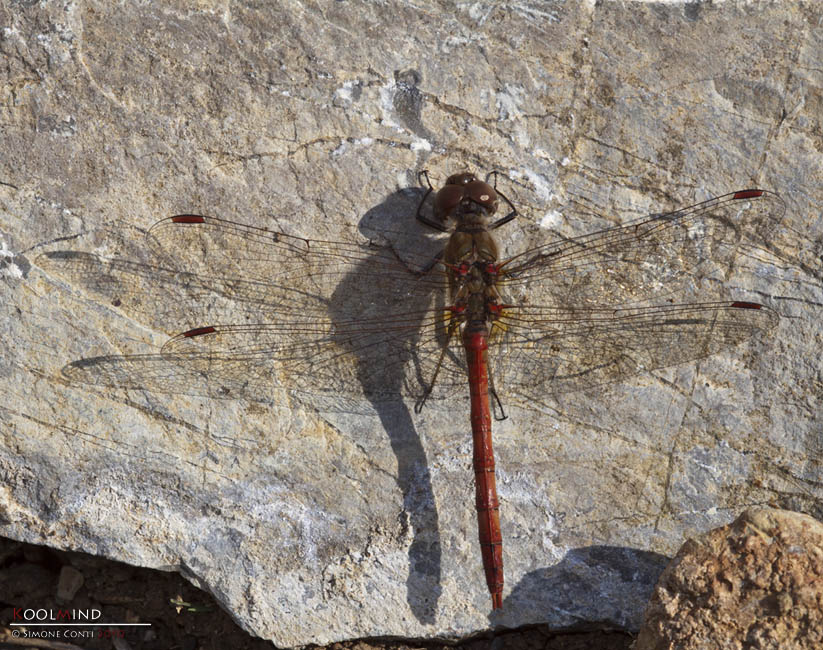 Una rossa da identificare