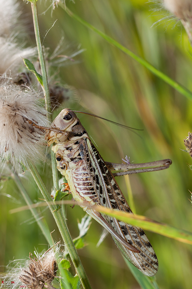 ortottero piuttosto comune: Decticus albifrons