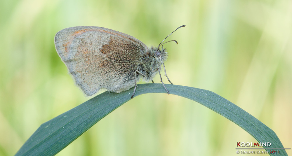 coenonympha o maniola?