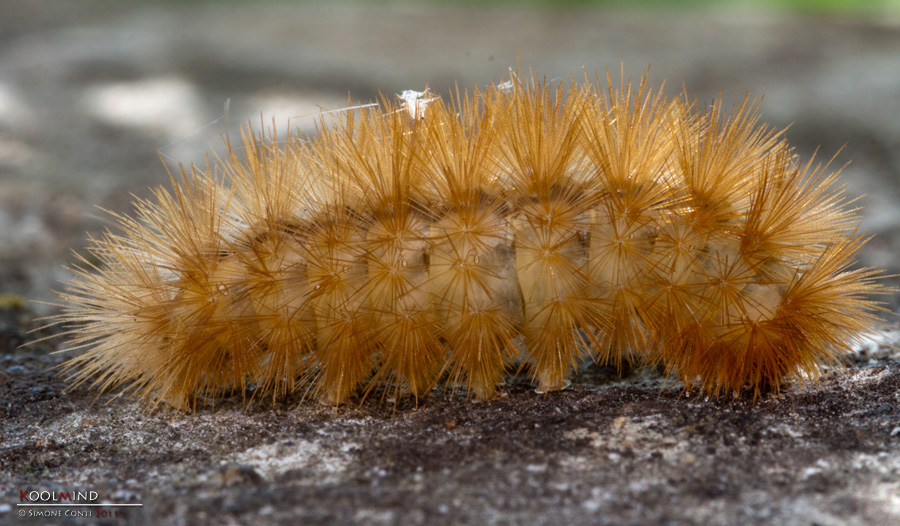 Arancione, peloso, da ID