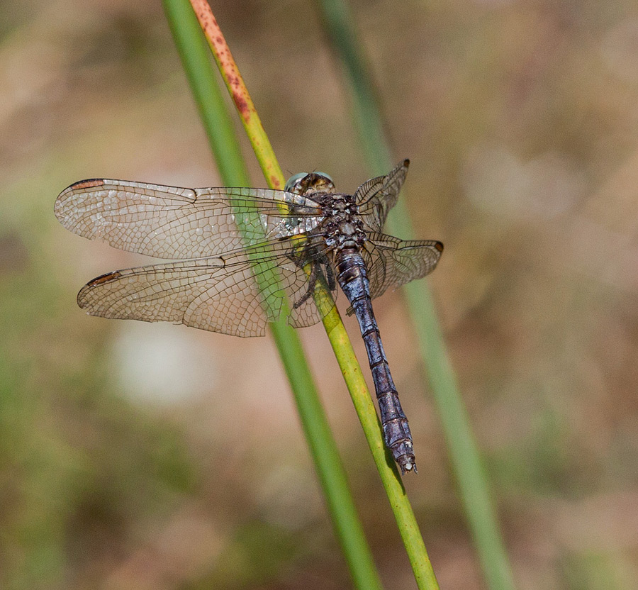 Forse orthetrum... da ID grazie.