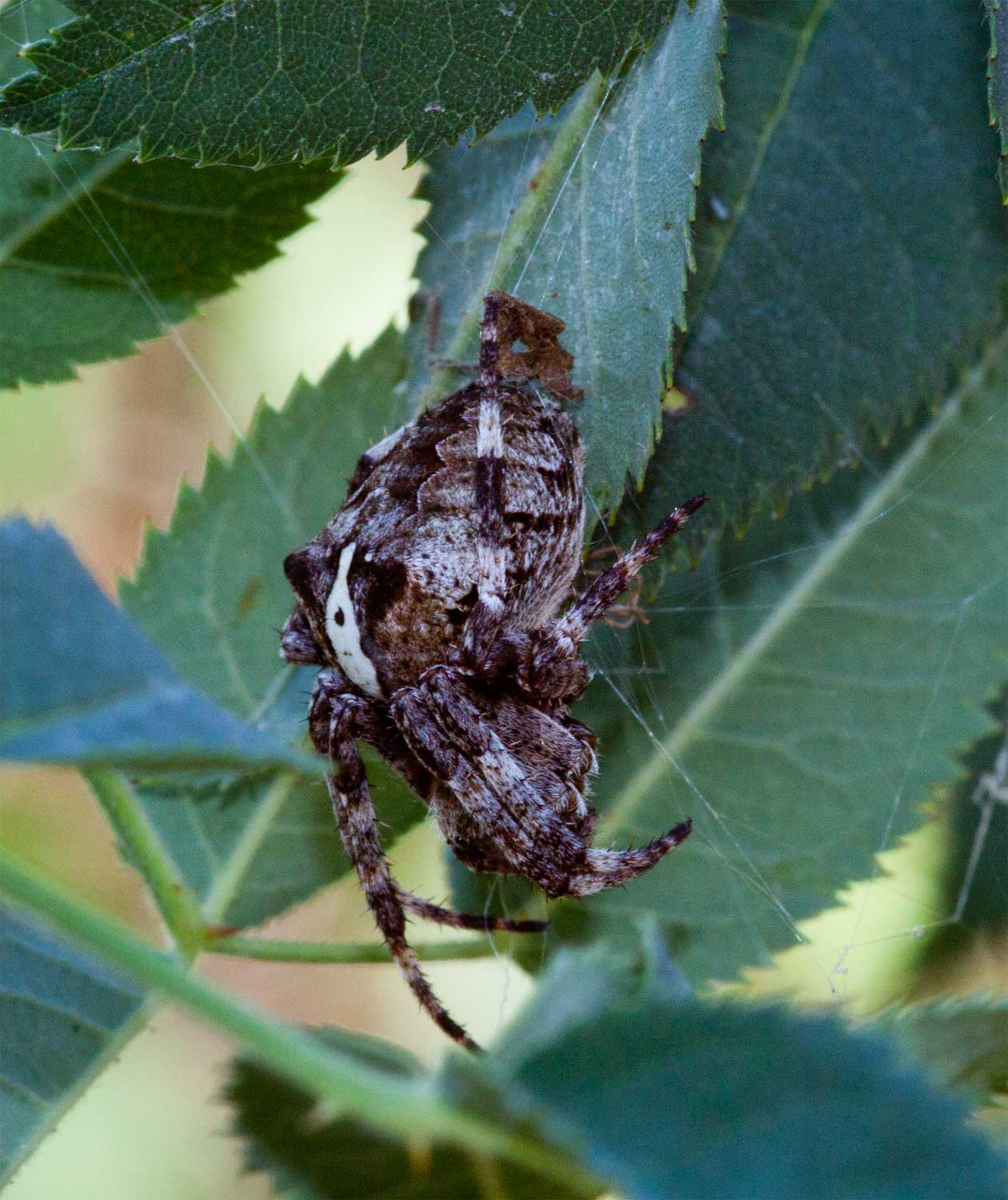 Araneus sp.