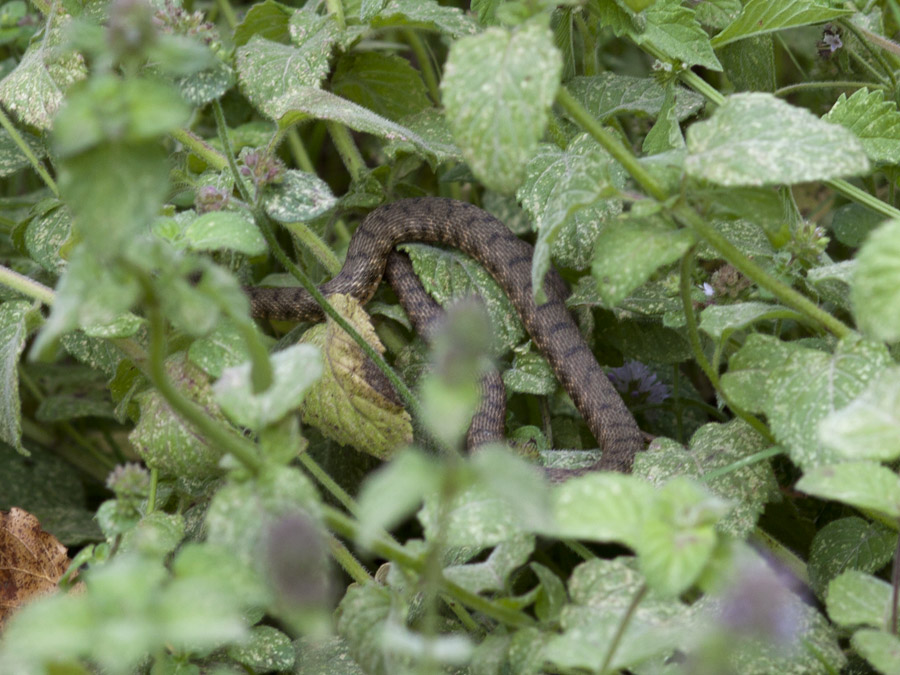 Serpentello o Vipera?