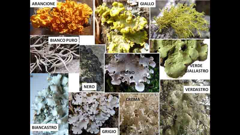 Verdissimo lichene da identificare: Xanthoria parietina