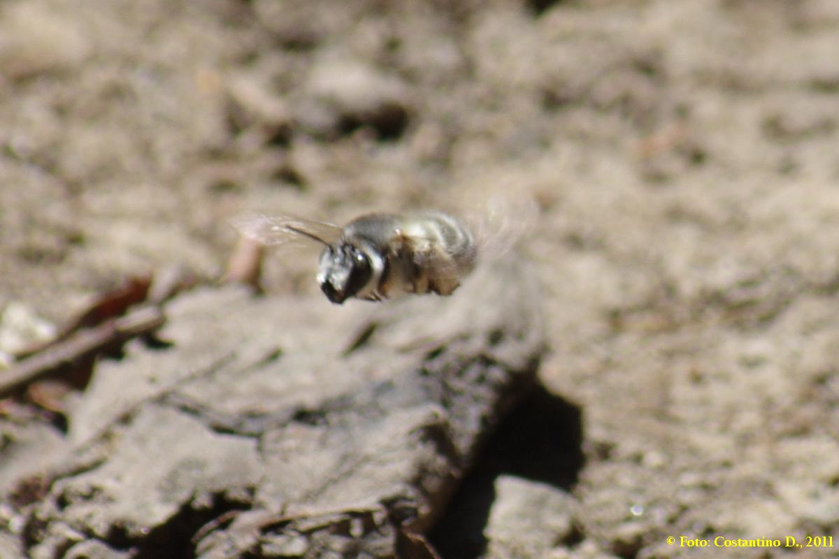 Apidae Anthophorinae