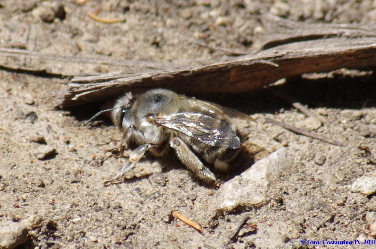 Apidae Anthophorinae