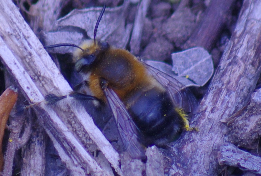 Due esemplari di Anthophora sp.