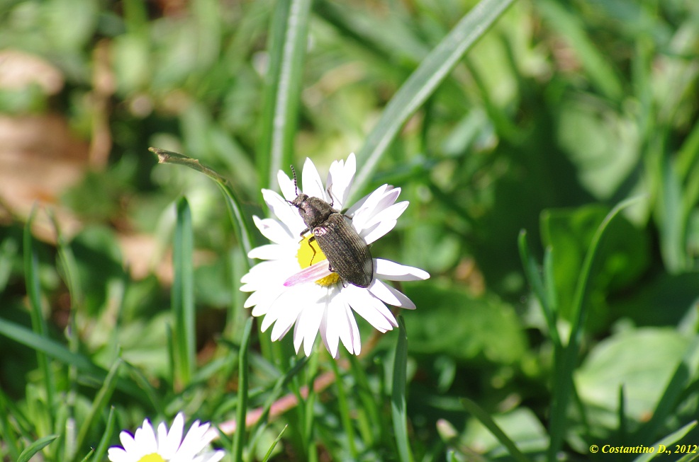 Elateridae: Selatosomus latus