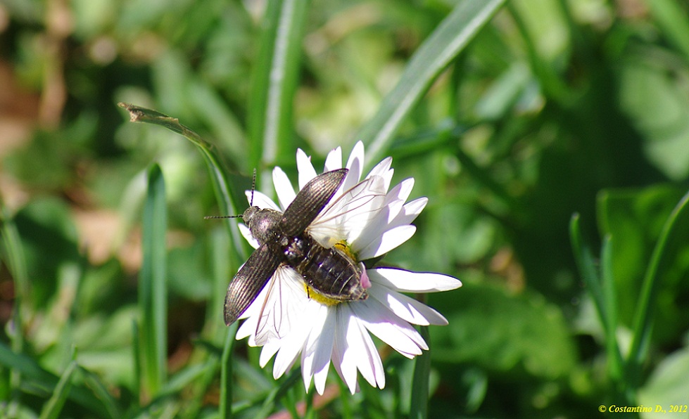 Elateridae: Selatosomus latus