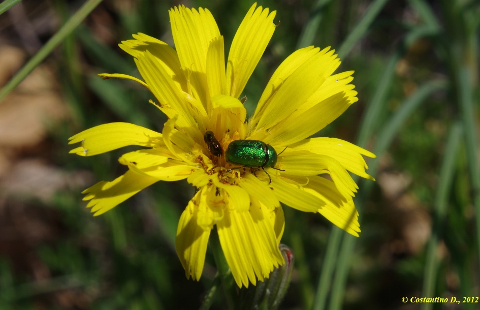 Cryptocephalus aureolus