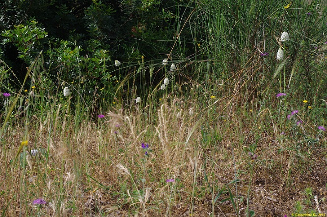 Anacamptis pyramidalis var. nivea