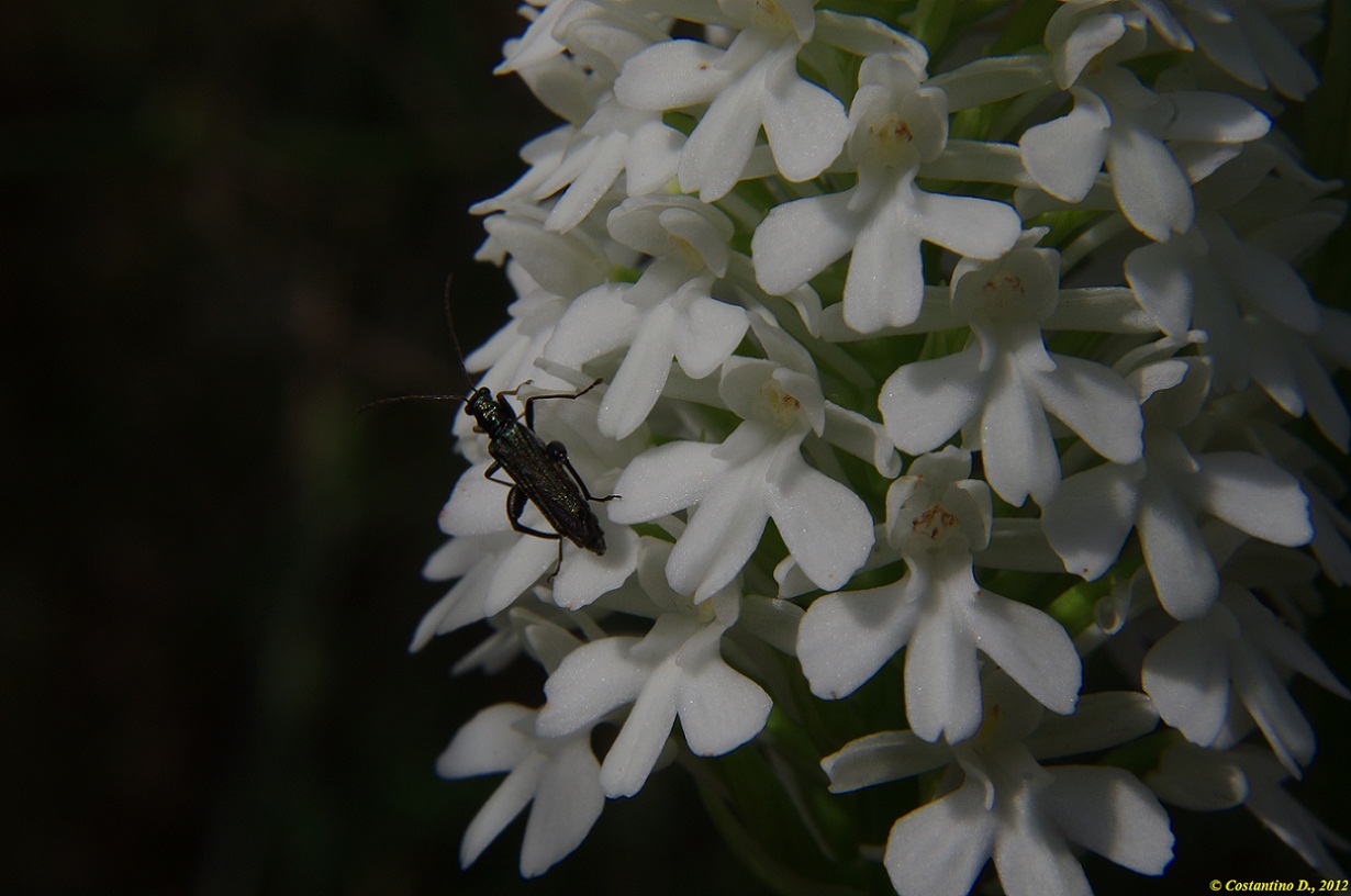 Oedemera flavipes, maschio, su orchidea