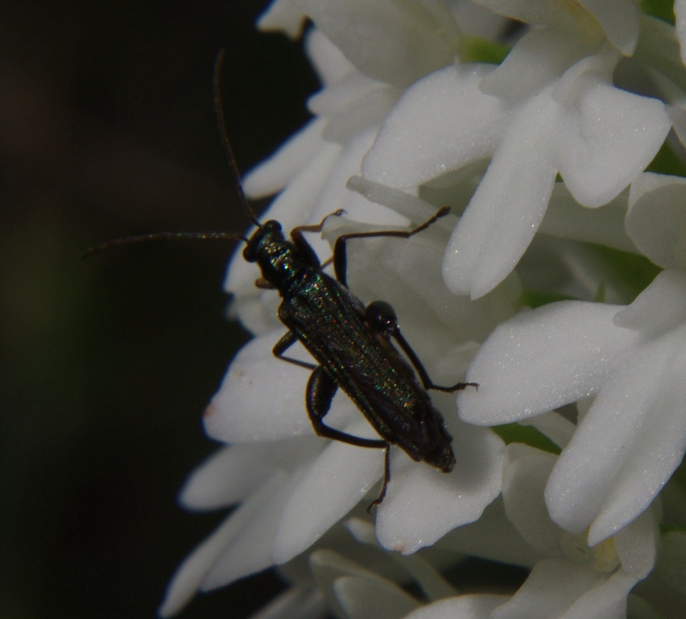 Oedemera flavipes, maschio, su orchidea