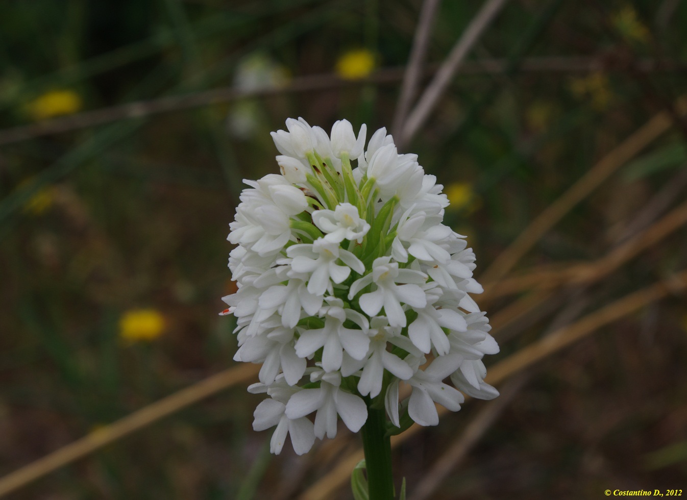 Anacamptis pyramidalis var. nivea