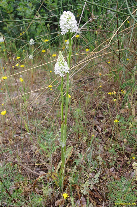 Anacamptis pyramidalis var. nivea