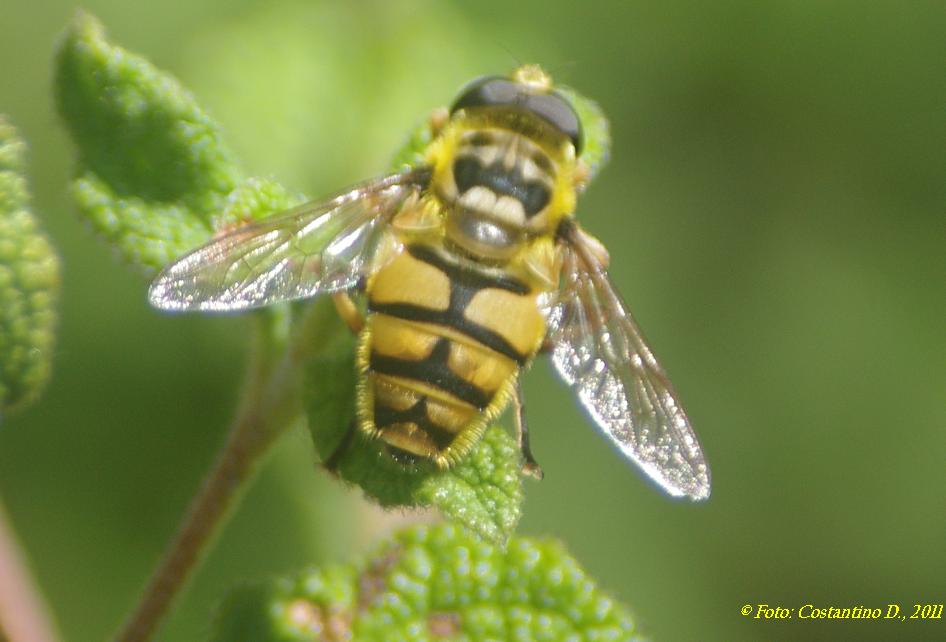 Myathropa florea (Syrphidae)