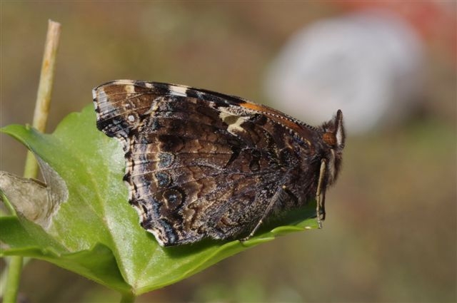 vanessa atalanta