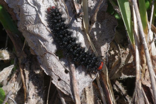 bruco - Melitaea cinxia