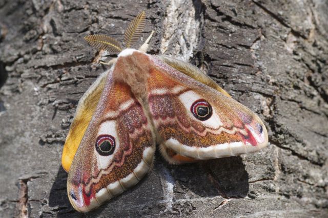 Saturnia pavoniella